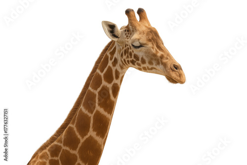 Giraffe head and long neck portrait, african wildlife mammal resting, animal pattern, transparent background