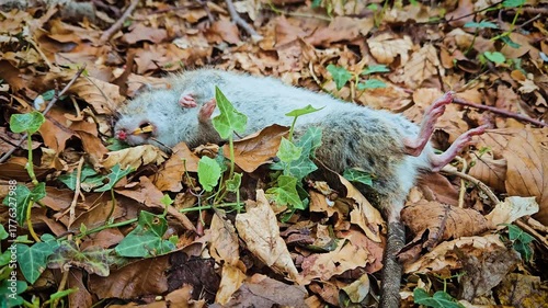 Dead rat lying among dry leaves in forest, signaling risk of epidemic outbreak. Rodent decomposing on ground, serving as source of bacteria and viral transmission. Vermin decaying in nature