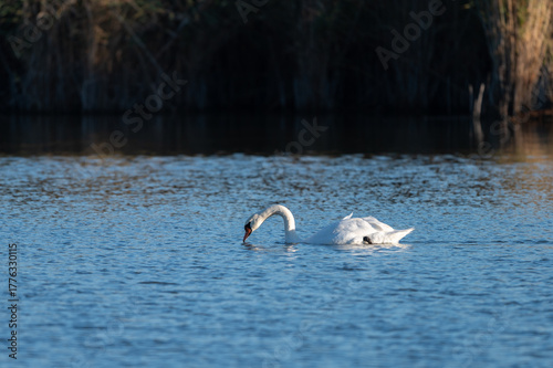 swan on the lake