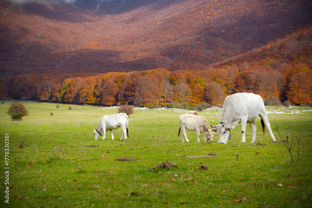 Naklejka premium Autumn