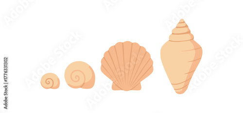 arranging seashells by size calm organization moment no outline flat vector illustration style isolated on white background gentle light tones