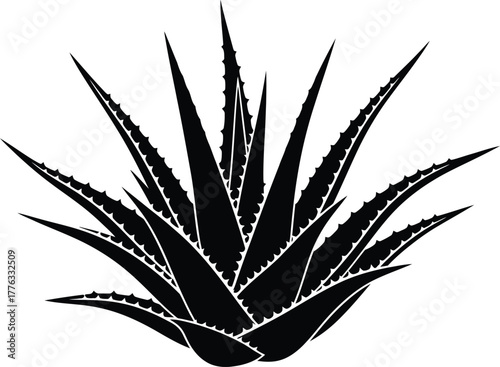 Black and white aloe vera plant with thorns on a white background art