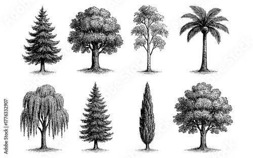 Vintage style collection of diverse hand drawn trees featuring various species
