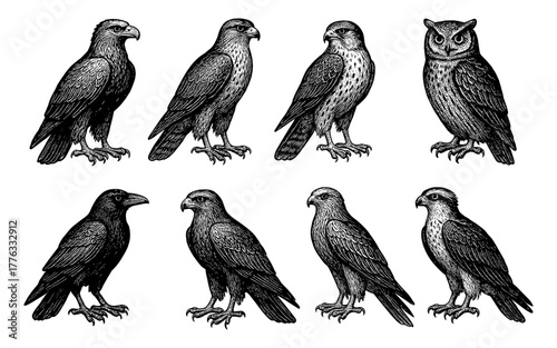 Detailed ink drawings of birds of prey including owls, hawks, and eagles