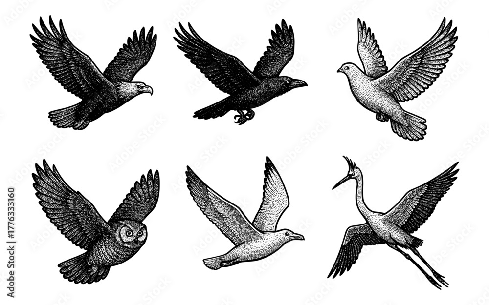 Obraz premium Set of detailed flying birds in engraved style