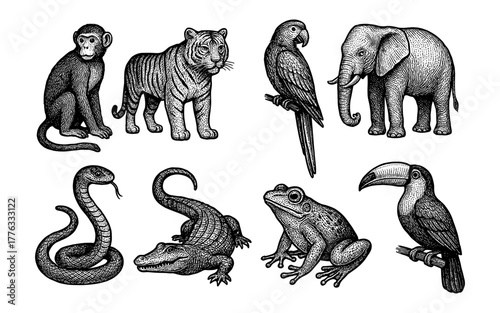 Intricate hand-drawn animal illustrations featuring wildlife in vintage style