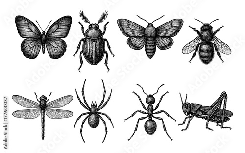 Intricate insect collection featuring detailed black and white illustrations of butterflies, bees, ants, and more