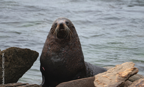 Photography Seal