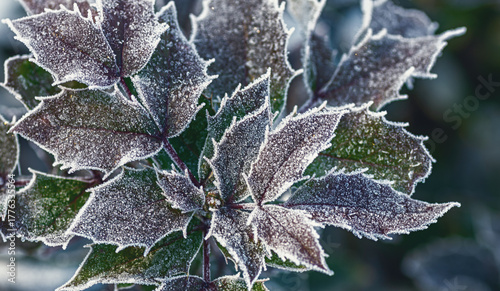 mahonia aquifolium leaves with frost winter nature closeup