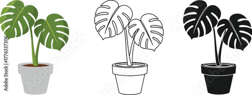Monstera deliciosa plant illustration vector design graphic