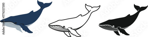 Whale vector illustration set marine mammal ocean animal design