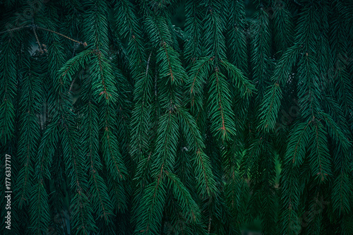 Green branches of a spruce tree close-up. Natural green Christmas tree background.