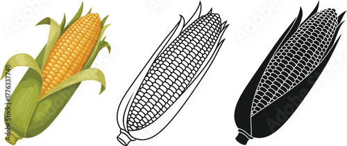 Corn vector illustration set fresh corn on white background