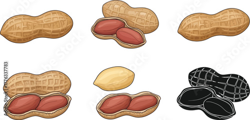 Peanut illustration set of peanuts with and without shell