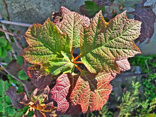 macro of a sprig of vivid leaves that are changing color in autumn