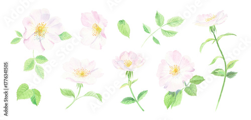 Wild Rose flower set. Watercolor illustration of a pale pink Dog Rose or Rosa Canina. Hand-painted summertime botanical collection on white background