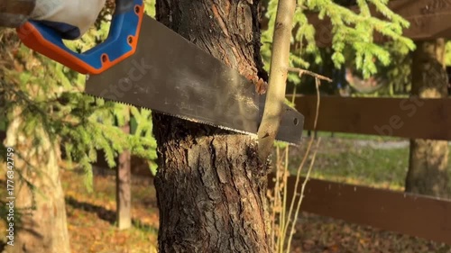 A man cuts tree branches with a handsaw