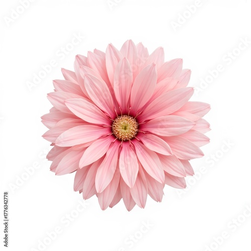 Pink flower with soft petals and a yellow center on white background  