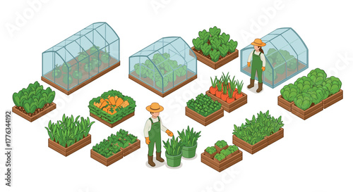 Isometric farming scene with greenhouses and farmers in vegetable garden