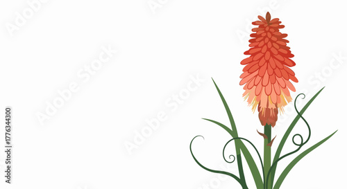 Vibrant Kniphofia flower showcases fiery orange tones against clean white background. Unique Kniphofia flower, also known as torch lily, presenting its vivid petals,