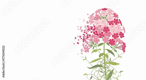 Illustrative summer phlox paniculata with vibrant pink hues. This phlox paniculata blooms with dense clusters of flowers, each petal painted in gradients of soft pink.