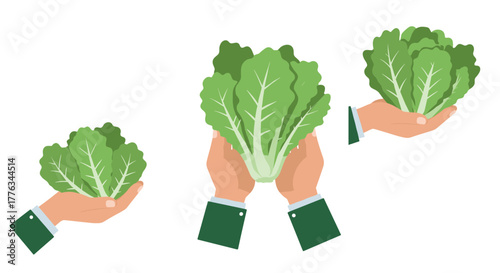 Hands holding fresh lettuce leaves vibrant green vegetables in flat design