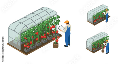 Isometric greenhouse farming scene featuring a male farmer tending to tomato plants