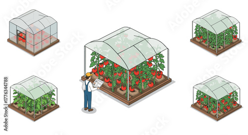 Isometric greenhouse farming with tomatoes and gardener