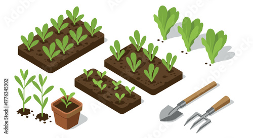 Isometric garden with lettuce plants and tools for home gardening projects