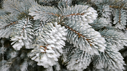 branches of pine tree covered with rime ice and frost close up