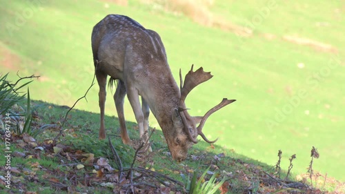 Fallow Deer (Dama dama) buck (male) with a badly damaged antler grazing on a slope in a deer park in autumn. October, Kent, UK (Half speed)