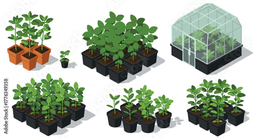 Isometric greenhouse plants in pots and seedlings