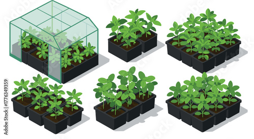 Young green plants in pots and greenhouse with isometric design for gardening and agriculture