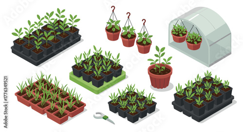 Isometric greenhouse plants and seedlings in trays and pots with gardening tools