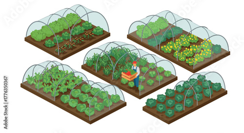 Isometric greenhouses urban farming with lush plants and modern techniques