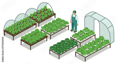 Isometric urban farming with greenhouses and lush vegetables