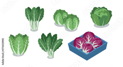 Variety of fresh greens and red cabbage in isometric style