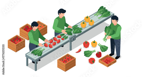 Isometric farmers sorting fresh produce on conveyor belt