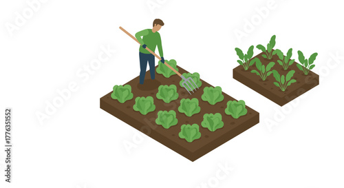 Isometric gardening scene with farmer tending to lettuce and spinach beds