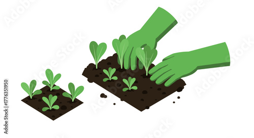 Flat style gardening scene planting lettuce with green gloves