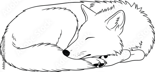 Sleeping fox line art vector—curled pose, closed eyes, peaceful fur detail for wildlife, nature, and educational themes