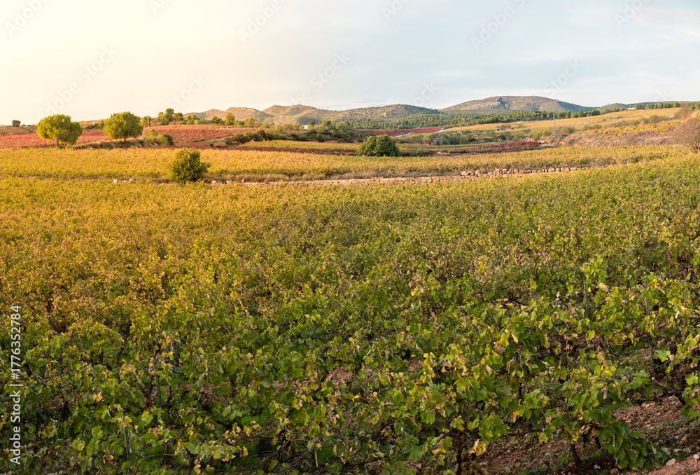 Fototapeta premium Paisaje de viñedos en otoño con suaves relieves al fondo en hora dorada, Requeba, Valencia, Spain