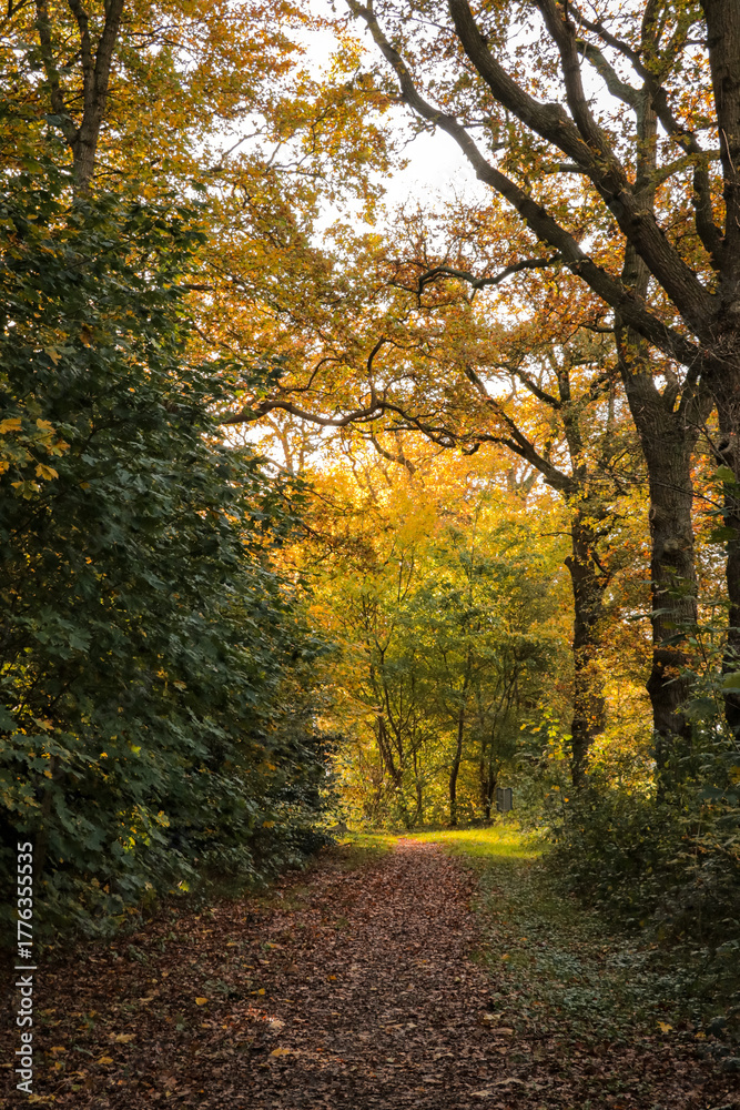 Obraz premium Sunlight shining through autumn leaves trees in forest hiking trail path. Beautiful evergreen fairy tale forest landscape with beam of light behind foliage. Nature hike walk relax mighty trees woods.