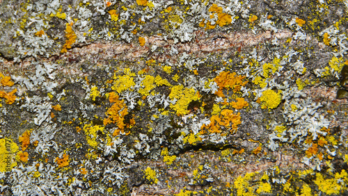 Background of crustose and foliose lichens in various colours on the trunk of a tree. 