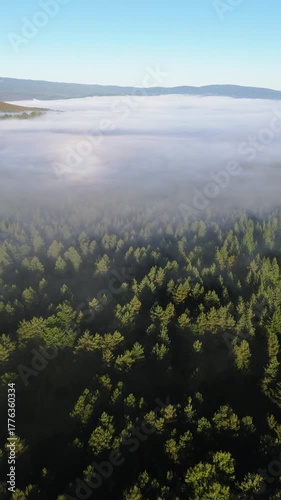 Fogbow glory rainbow phenomenon above pine forest