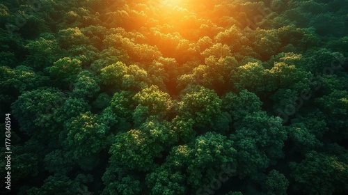 Aerial View of Lush Green Forest Canopy at Sunset.