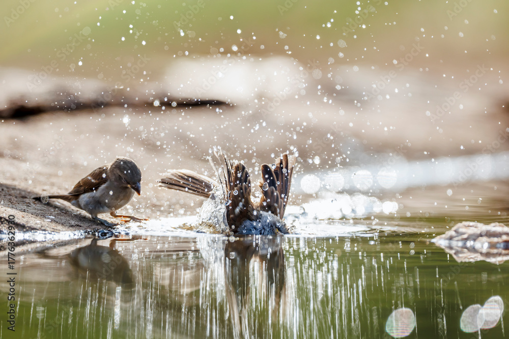 Fototapeta premium Southern Grey-headed Sparrow backlit bathing and splashing in waterhole in Greater Kruger National park, South Africa ; Specie family Passer diffusus of Passeridae