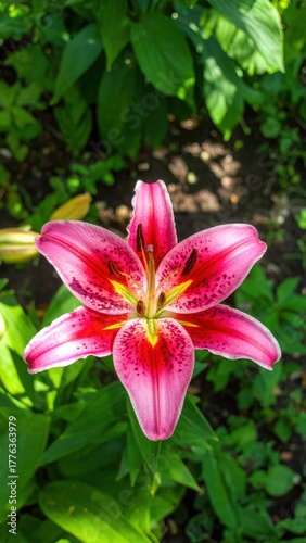 Lily Bloom: A captivating close-up of a vibrant pink lily, its delicate petals unfurling to reveal a captivating display of color and form, enhanced by a halo of natural greenery.