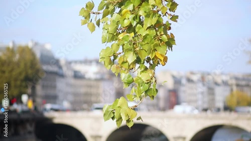Autumn leaves over blurred Paris bridge background