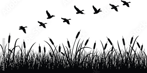 Silhouette of flying birds above reeds and cattails, wild nature landscape background, black and white vector illustration, minimal design, wildlife concept